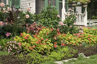 Lush ornamental garden in front of vintage farmhouse, late summer, northern Illinois