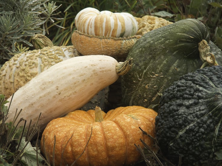 fall pumpkins